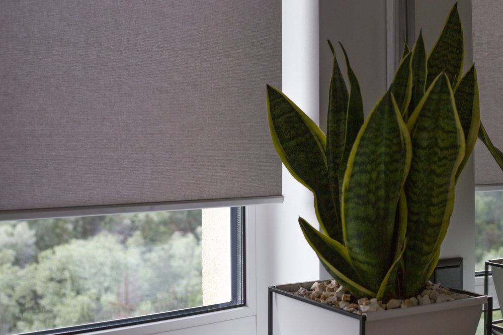 Motorized window shade with snake plant in modern interior